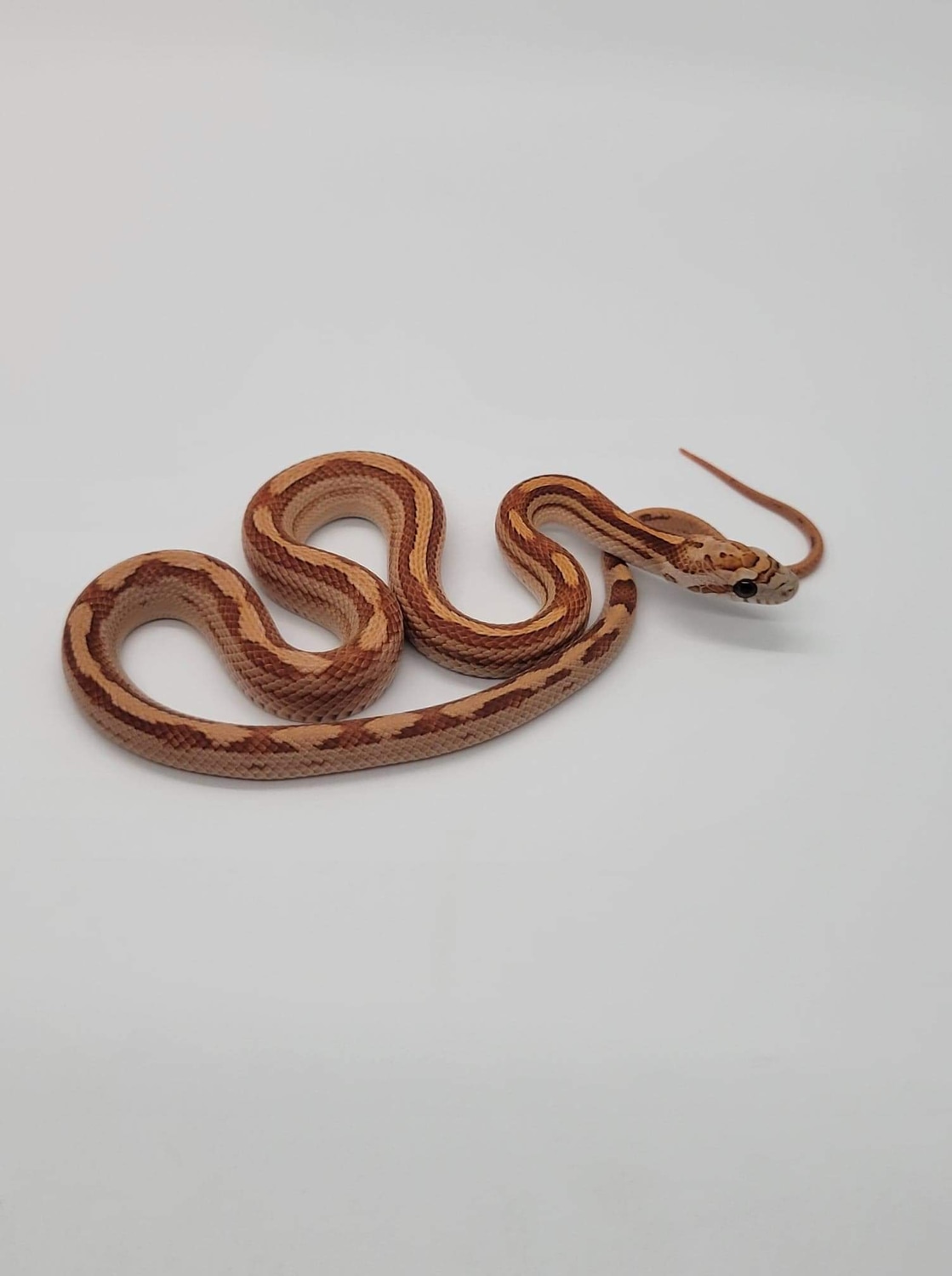 Hypo Motley Het Amel Poss Het Scaleless Corn Snake by The Reptile