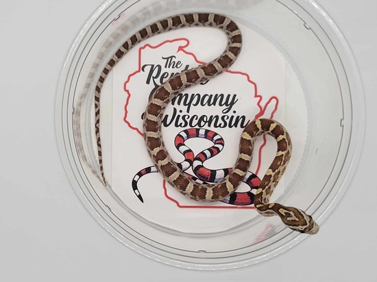 Amber Corn Snake by The Reptile Company of Wisconsin