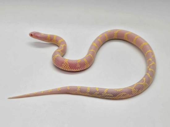Albino California Kingsnake Het Hypermel Pos Het Lavender by The ...