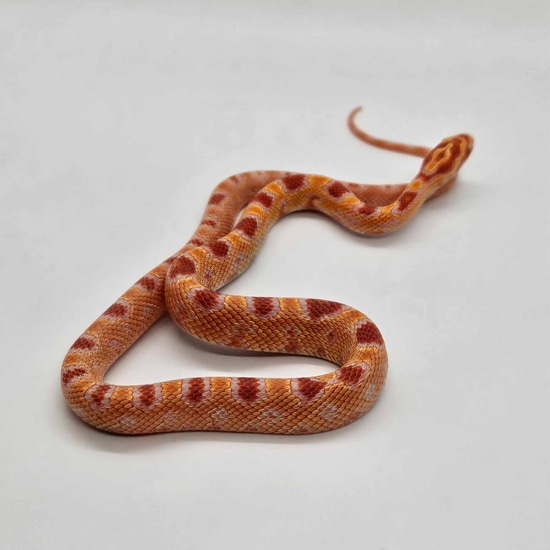Reverse Okeetee Corn Snake by The Reptile Company of Wisconsin