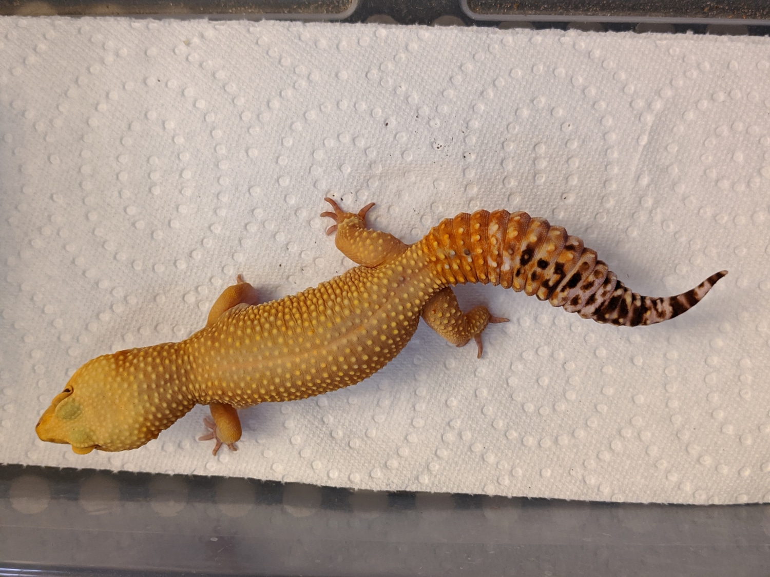 Electric Tangerine Tremper Sunglow PH Eclipse Leopard Gecko by Neel ...