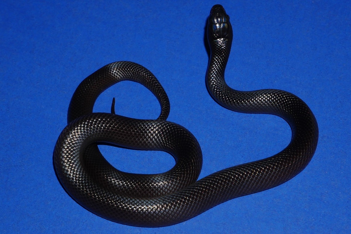 Mexican Black Kingsnake by Geckos Etc. Herpetoculture MorphMarket