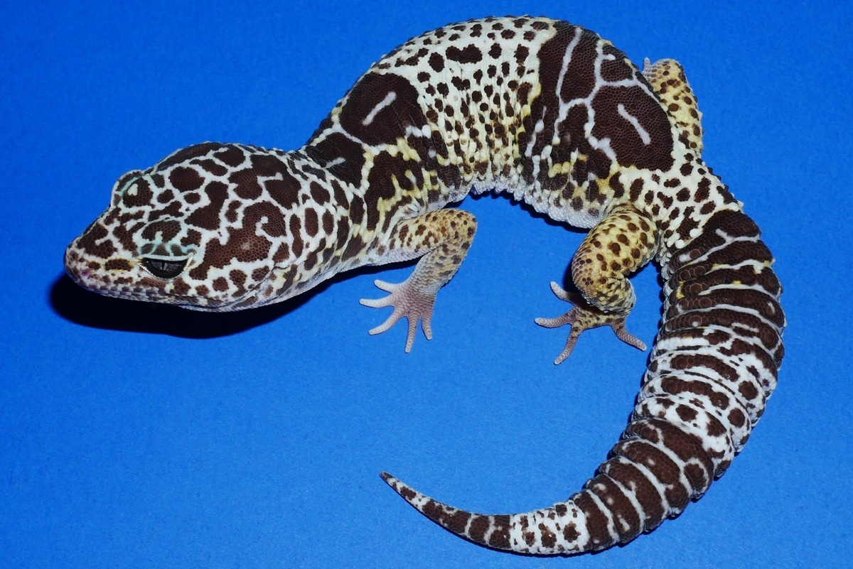 West Indian Leopard Gecko, Eublepharis Fuscus by Geckos Etc