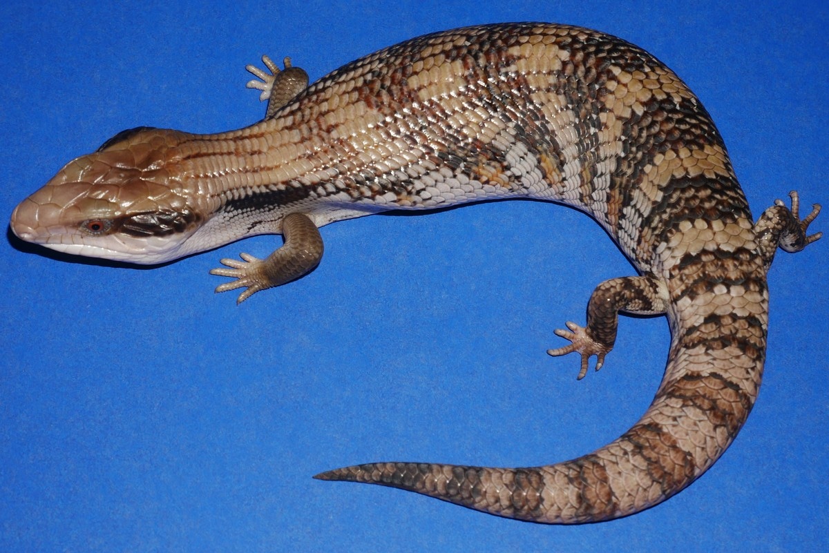 Eastern Blue Tongue Skink Eastern BlueTongued Skink by Geckos Etc. Herpetoculture MorphMarket