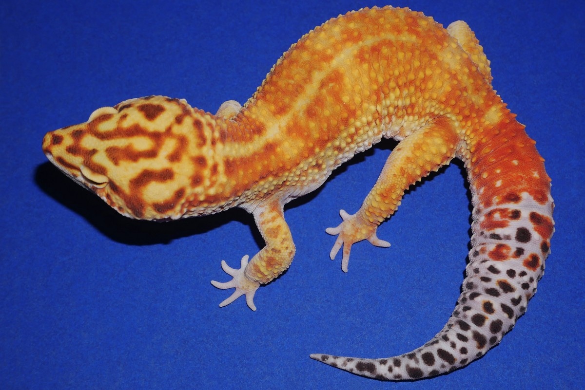 Mandarin Tangerine Leopard Gecko by Geckos Etc. Herpetoculture