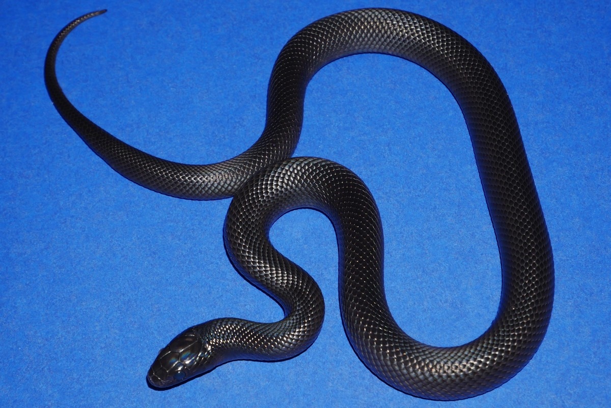 Mexican Black Kingsnake by Geckos Etc. Herpetoculture MorphMarket
