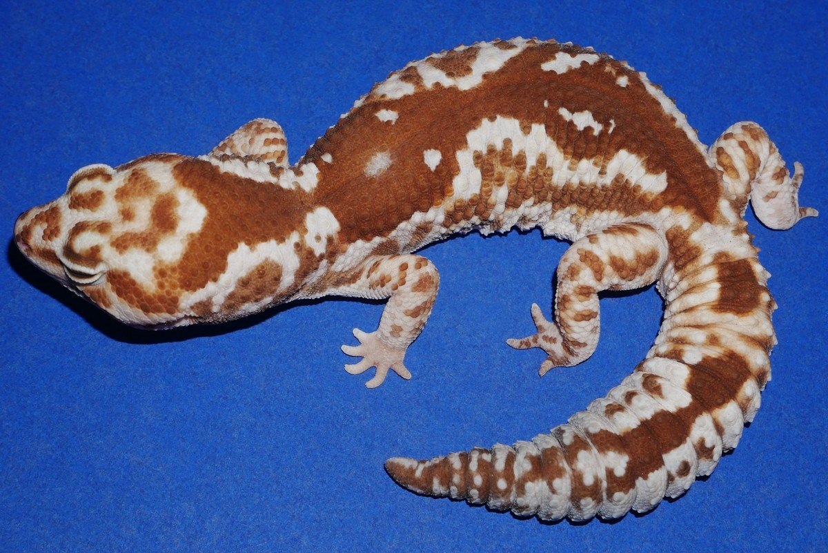 White Out Zulu Fat Tail Gecko, 100% Het Caramel Albino African Fat ...