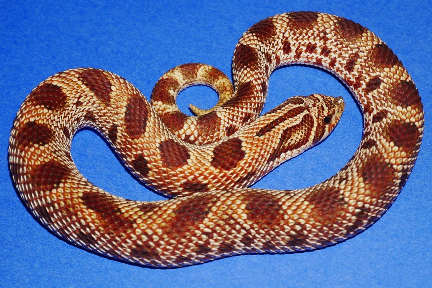 3. Môi Trường Sống