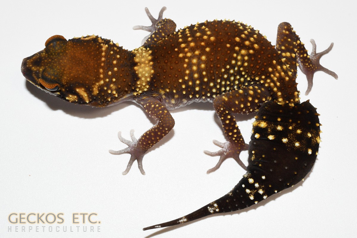 【美品】OZWRT Agave Leaf Tailed Gecko 17cm 20231128191857.4-UMM22283_1200