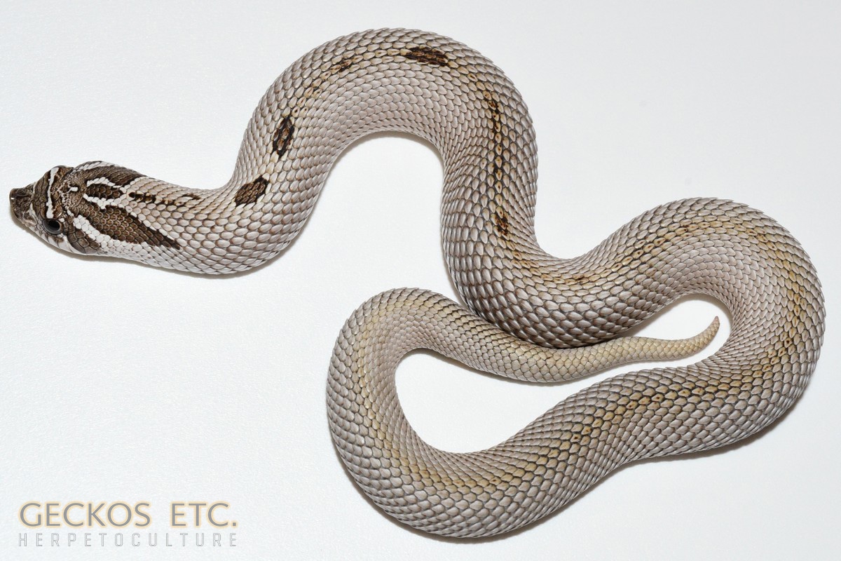 Arctic Superconda Western Hognose Snake, 66% Possible Het