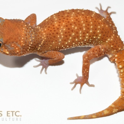未開封品 OZWRT Agave Leaf Tailed Gecko 17cm 美品】OZWRT Agave Leaf Tailed Gecko 17cm OZWRT（オズワート