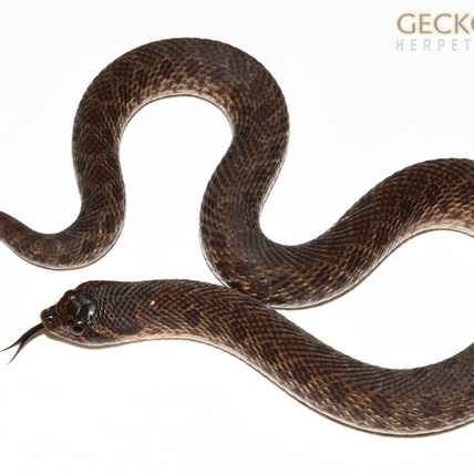 Swiss Chocolate Western Hognose Snake