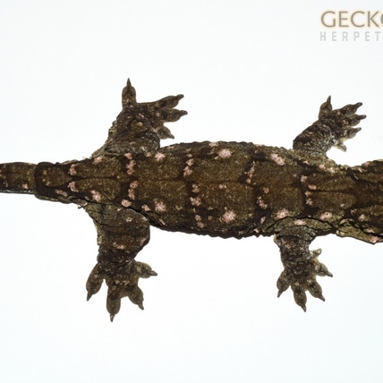 Maul Berry Leachianus, 66% Possible Het Melanistic Leachianus Gecko