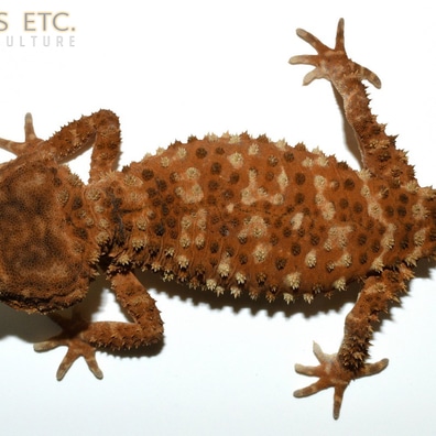 未開封品 OZWRT Agave Leaf Tailed Gecko 17cm OZWRT Satanic Agave Leaf Tailed Gecko - メルカリ