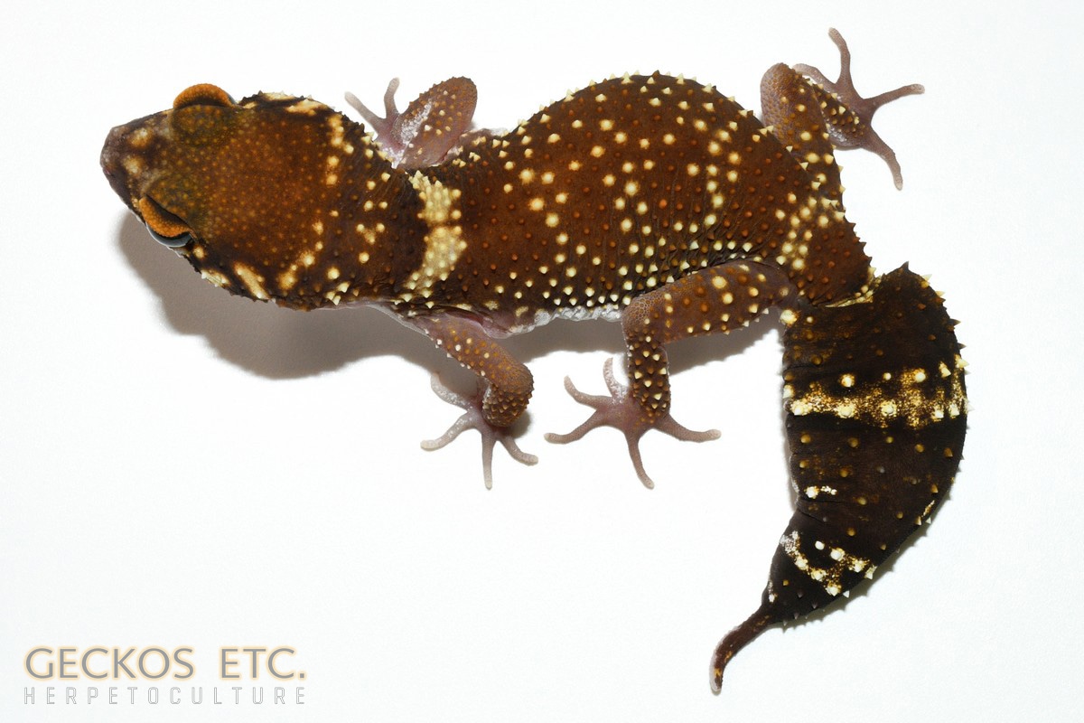 Under Gecko Thick-tailed Gecko, Underwoodisaurus milii