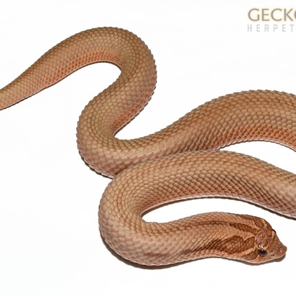 Mai Tai Superconda Western Hognose Snake