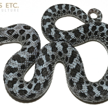Stormcloud Western Hognose