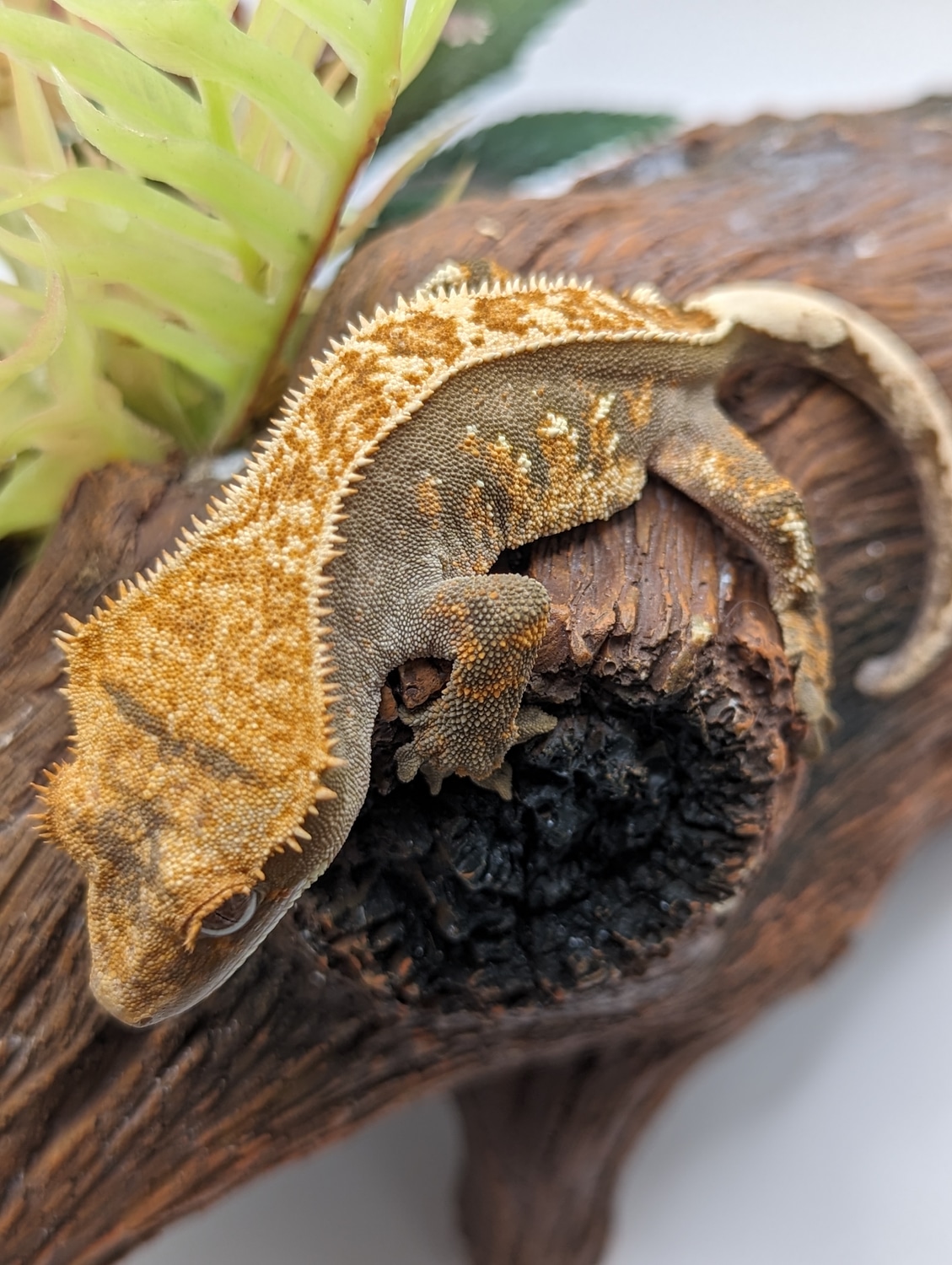 50% Het Axanthic Dark Tri Crested Gecko by Geckos of Gaia - MorphMarket