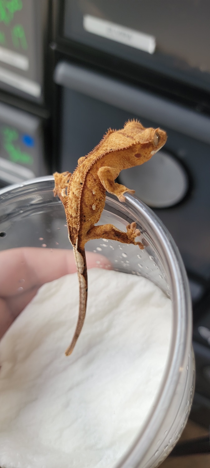 Reverse Pinstriping Yellow Confetti Crested Gecko by Geckos of the