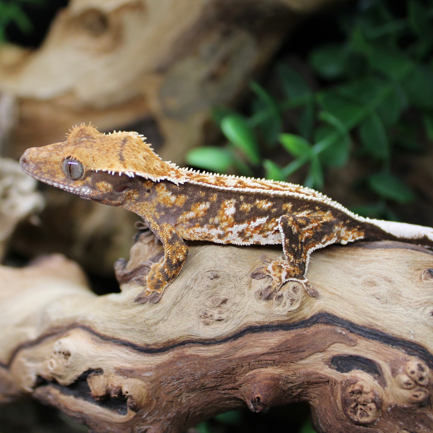 pinstripe-tricolor-harlequin-crested-gecko-by-gecko-vision-morphmarket