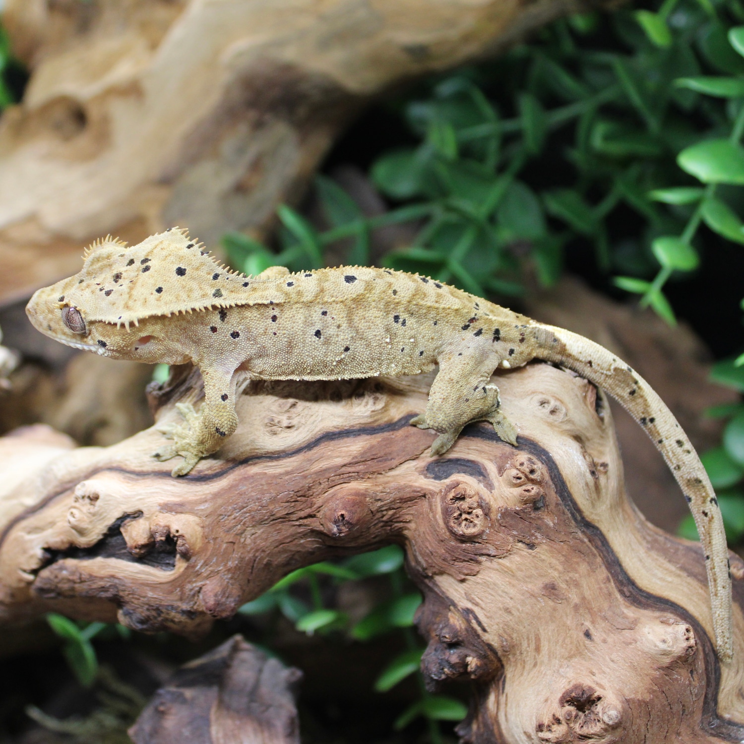 brindle-dalmatian-crested-gecko-by-gecko-vision-morphmarket