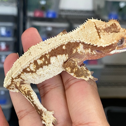 White Walled Red Pinstripe Crested Gecko