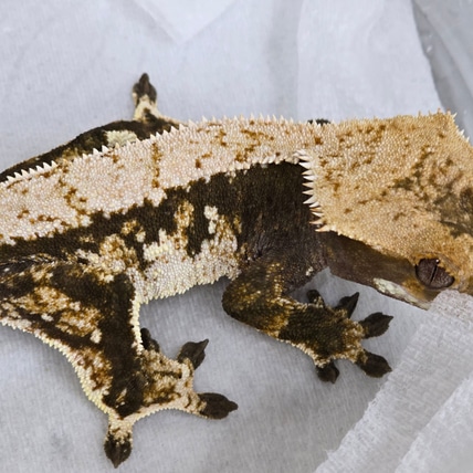 Tricolor White Walled Harlequin Crested Gecko