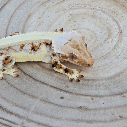Full Coverage Tricolor Lilly White Crested Gecko