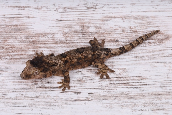 RoTe0122 Chahoua Gecko by Gekkonidazed Geckos