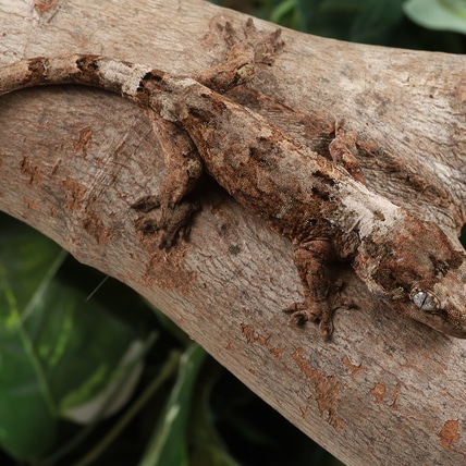 FeTa0124 Chahoua Gecko
