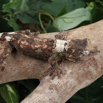 HoAn0423 Chahoua Gecko
