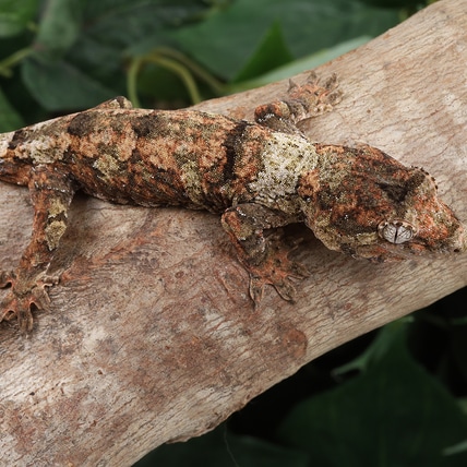 DyNi0224 Chahoua Gecko