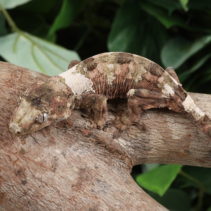 VhRo0224 Chahoua Gecko