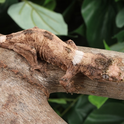 YoPr0224 Chahoua Gecko