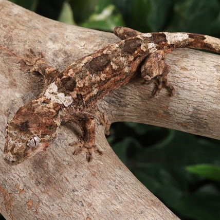 VhRo0524 Chahoua Gecko