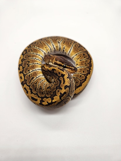 Granite Pattern Ball Python Granite Hurricane Pinstripe Ball Python by Gene Forge
