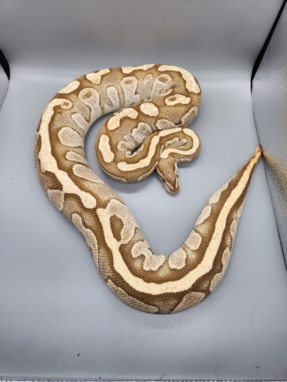Lesser Fire Ball Python by Gene Forge