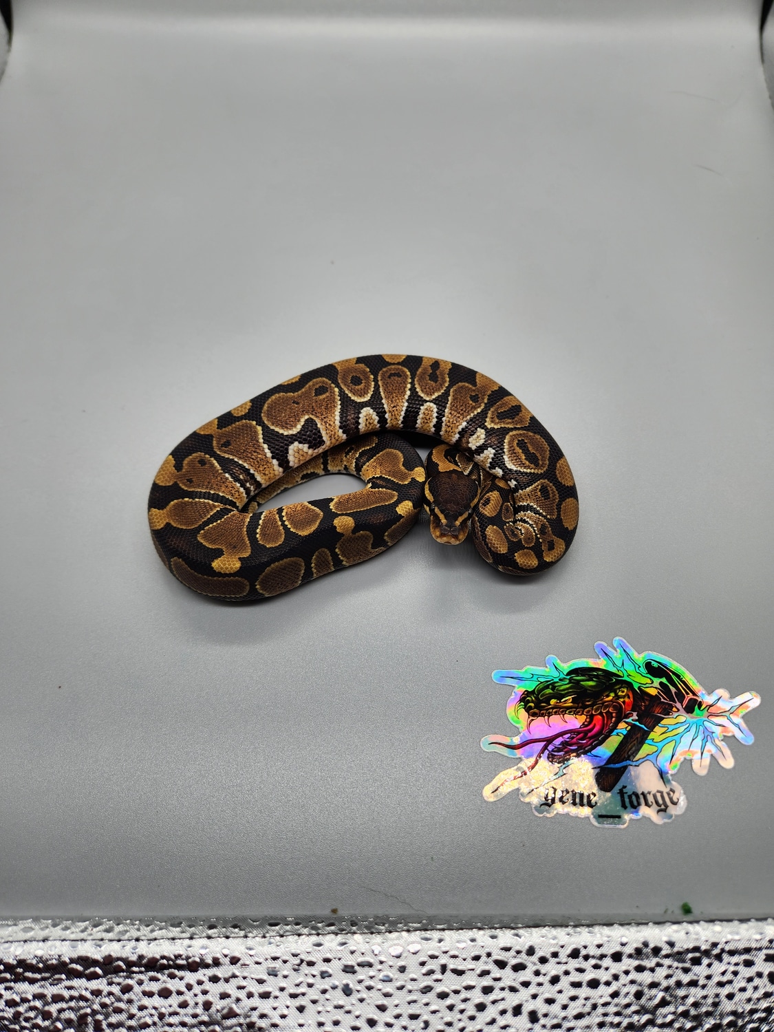 66 Het Paint Ball Python by Gene MorphMarket