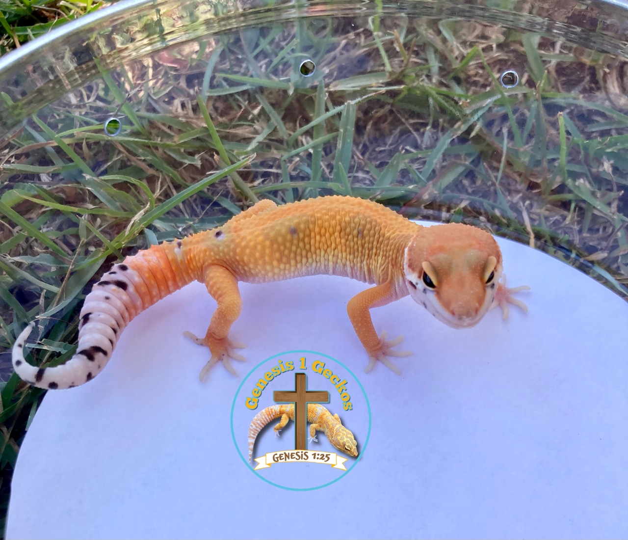 Emerine 100% Het Tremper Albino Leopard Gecko by Genesis 1 Geckos ...