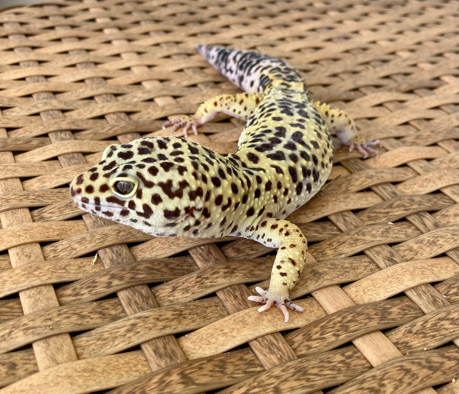 Pet Only Leopard Gecko by Genesis 1 Geckos MorphMarket
