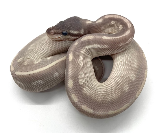 Purple Passion Ball Python by Genesis Reptiles