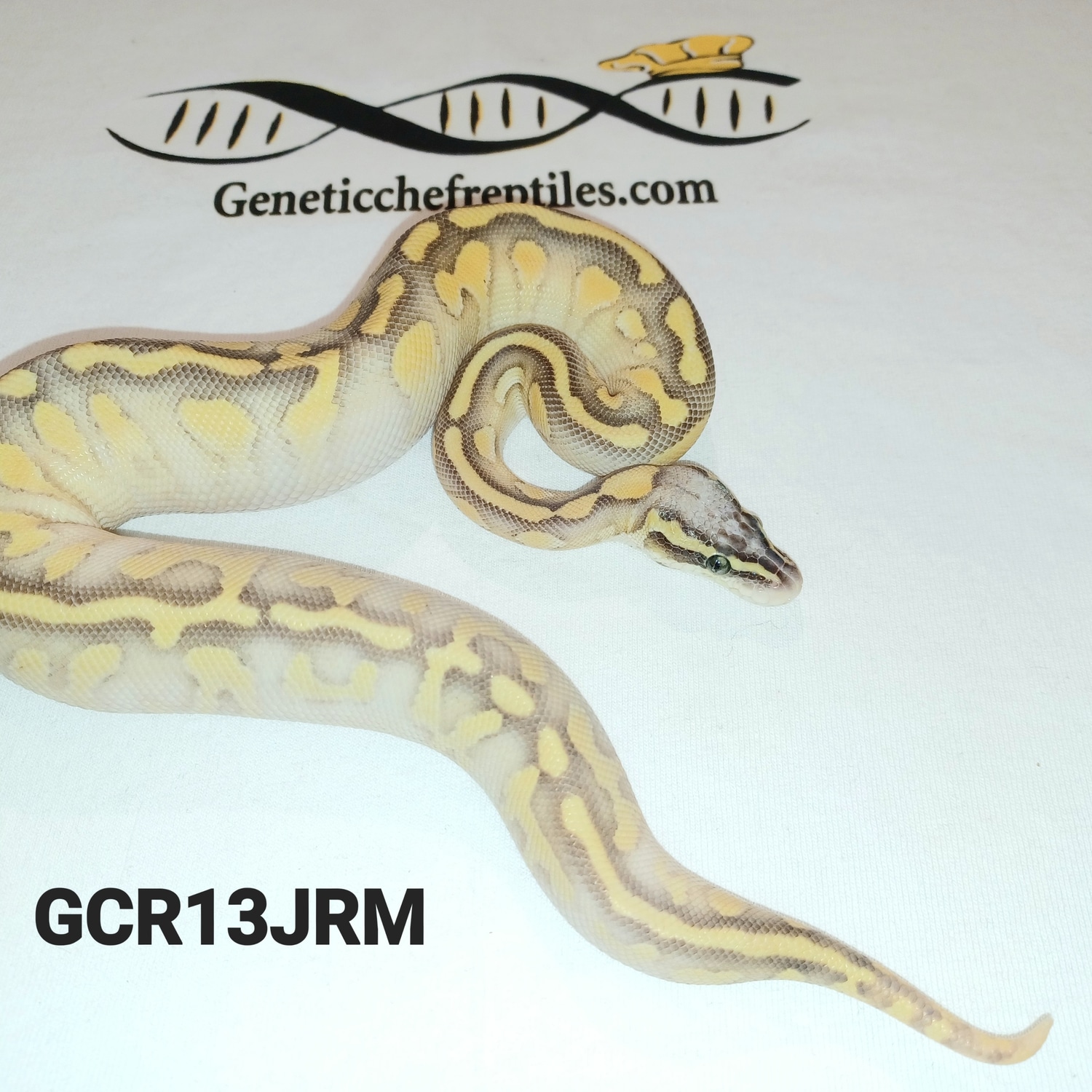 PASTEL FREEWAY LESSER ENCHI Ghi Ball Python by Genetic Chef Reptiles ...