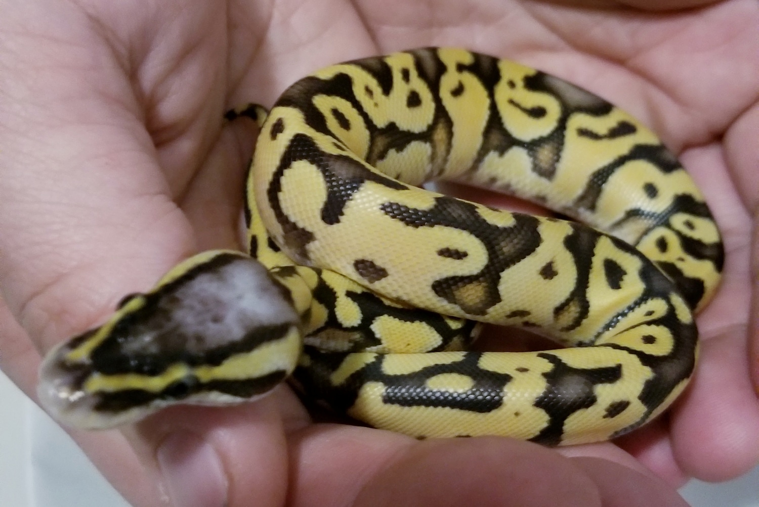 Super Pastel Enchi Ball Python by Genetic Deviations - MorphMarket
