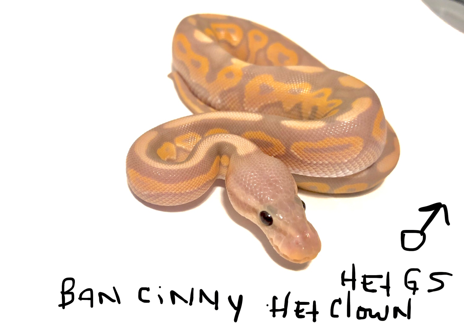 Banana Cinnamon Double Het Clown Stripe Ball Python by