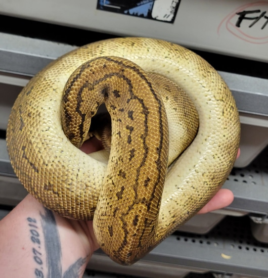 Cinnamon Pinstripe + Dinker Clown Ball Python by Genetic Intuition Canada