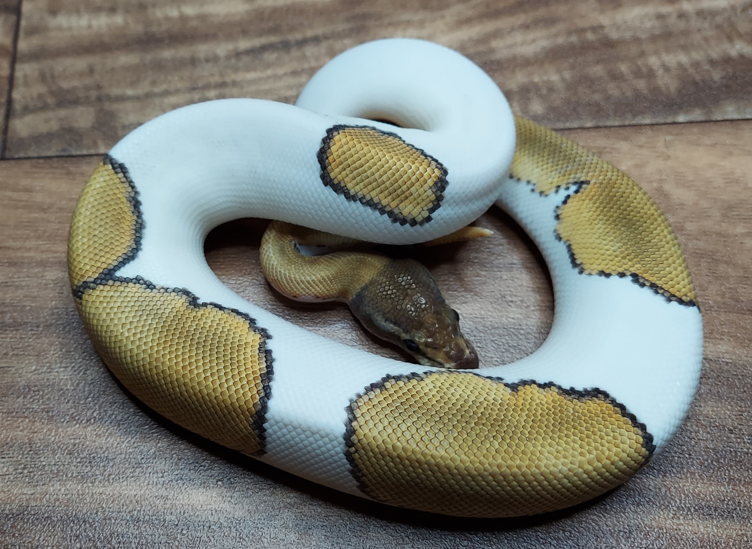 Mojave Pinstripe Piebald Ball Python by Genetics Lab Reptiles - MorphMarket