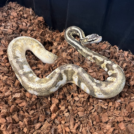 Super Pastel Sugar Mojave Ball Python