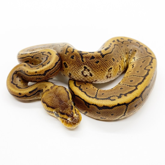 HRA Pinstripe (20-C5-EGG2) Ball Python by Gen Z Reptiles LLC
