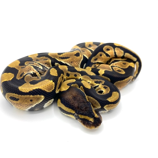 Dinker Ball Python by Gen Z Reptiles LLC