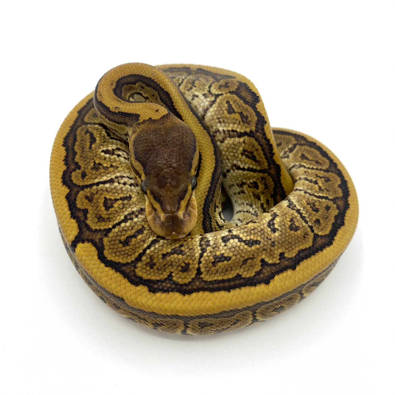 Phantom Pinstripe Het Ghost Ball Python by Gen Z Reptiles LLC - MorphMarket